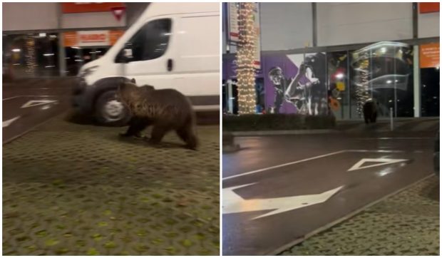 Un urs a fost filmat în Brașov în timp ce și-a făcut apariția în parcarea unui mall | VIDEO