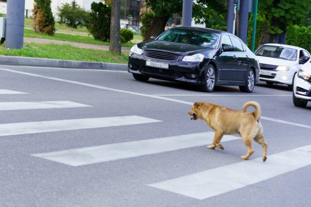 Indignare la Cluj după moartea unui câine lovit de o mașină: avertismente ignorate timp de peste un an
