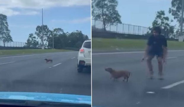 Un câine Teckel a blocat o autostradă întreagă. 8 oameni au încercat să-l prindă pe o distanță de 2 km: „Scoteați o felie de brânză și se termina drama” | VIDEO
