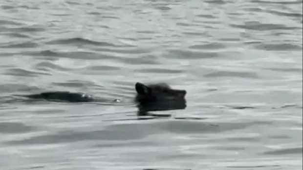 „Misiune imposibilă”: Un coiot a ajuns înot pe insula Alcatraz, după o traversare spectaculoasă a golfului San Francisco