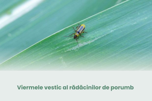 Viermele vestic al rădăcinilor de porumb – unul dintre cei mai periculoși dăunători ai culturilor de porumb