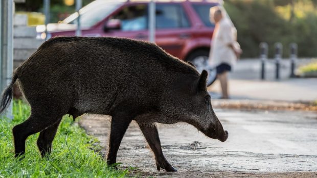 Vânătorii din Iași sunt plătiți pentru a alunga mistreții și vulpile de pe străzile orașului