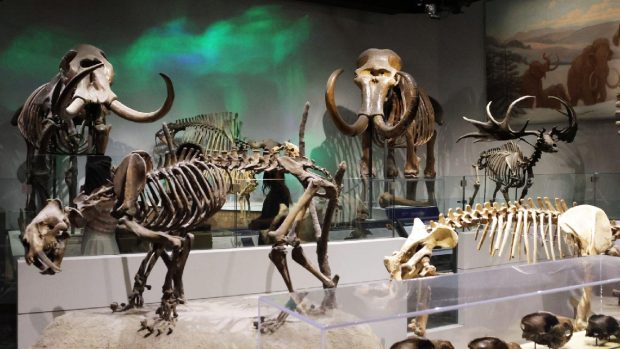 Au stat 70 de ani într-un muzeu oasele de „mamut” despre care cercetătorii au descoperit că aparțin unui alt animal