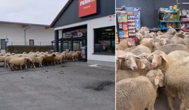 O turmă de 50 de oi a intrat într-un supermarket Penny, în Germania, și a provocat haos
