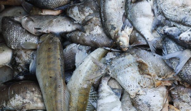Doi români au pescuit ilegal 1.135 de kilograme de sânger, crap, caras și știucă