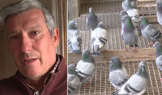 „Eliberați-mi porumbelul. Chiar și din România, știe drumul spre casă”. Mărturia dureroasă a unui crescător belgian, în procesul hoților români de porumbei