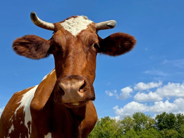 O vacă din Austria a demonstrat că animalele de fermă pot folosi unelte, arată un studiu