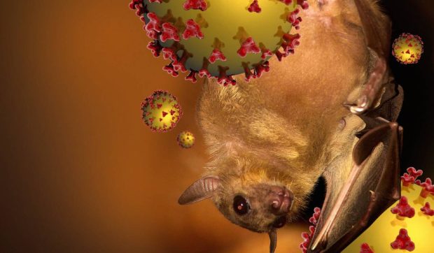 Alertă în India din cauza virusului Nipah fără leac, răspândit de lilieci: „Are potențial epidemic”