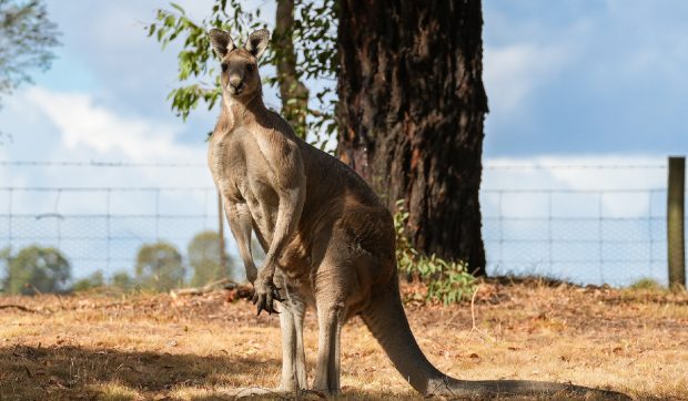 Un pensionar din Australia a fost bătut măr de un cangur în timp ce încerca să își salveze câinele din ghearele animalului