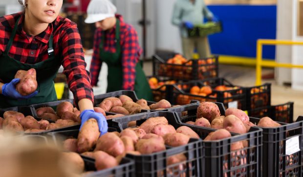 Capitala europeană unde fermierii au oferit gratuit tone de cartofi, în urma unei recolte record
