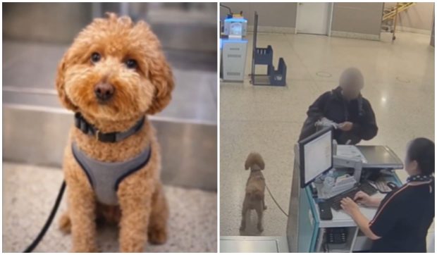 O femeie nu a fost lăsată să urce în avion cu câinele ei și l-a abandonat în aeroport: „Va fi plasat într-un cămin iubitor”