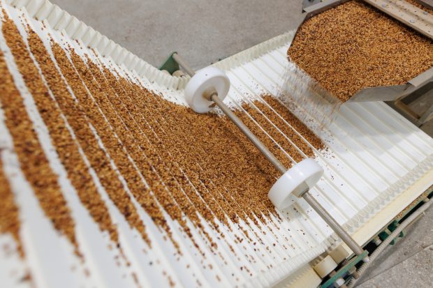 Paraziții din cerealele ucrainene de calitate slabă au cauzat izbucnirea dermatozei nodulare contagioase în Franța