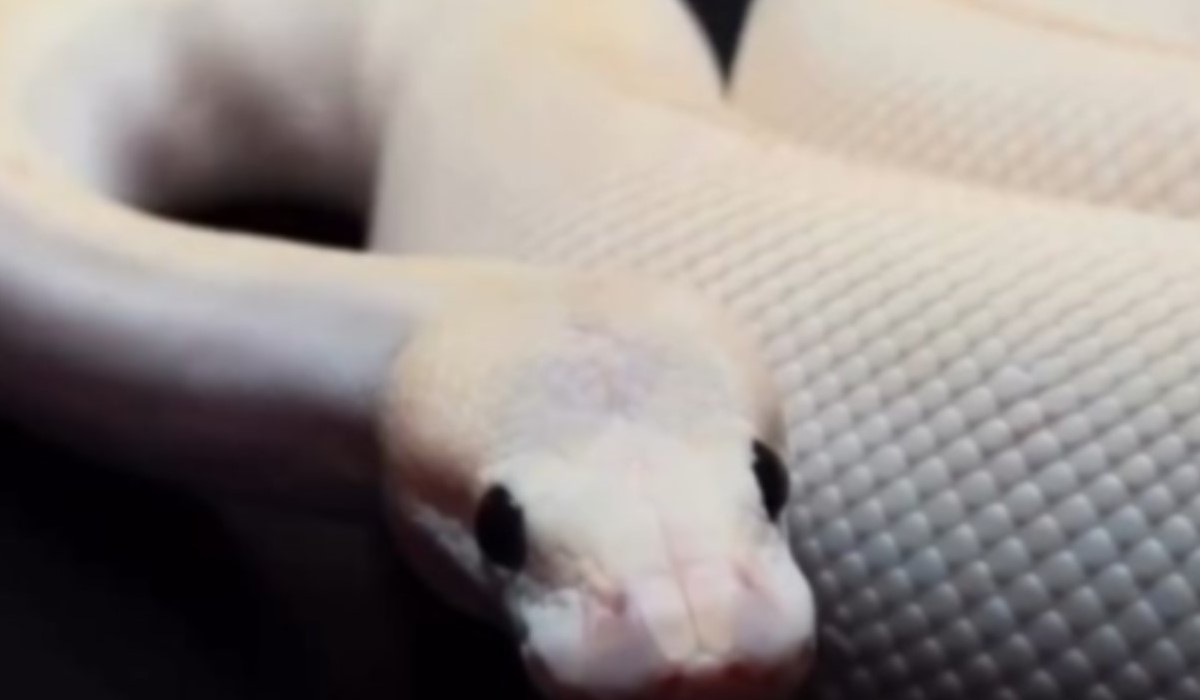 Cafeneaua surprinzătoare unde comanda include tarantule și șerpi!