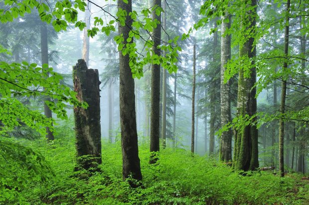 Câți bani a atras România de la Uniunea Europeană în cadrul Programului pentru Mediu și Politici Climatice. Care sunt județele cu cea mai intensă activitate