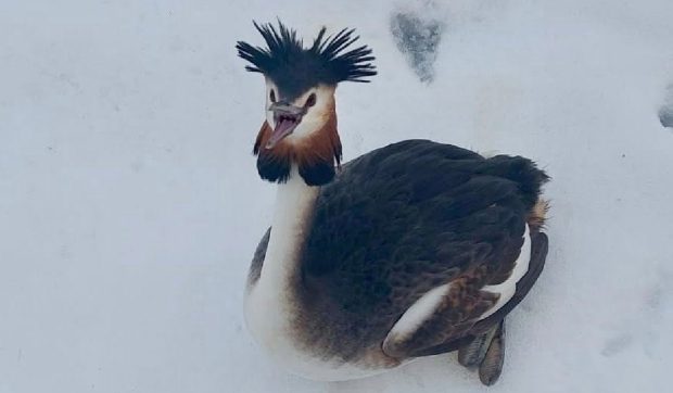 Poliția Locală București a salvat din nămeți o pasăre dintr-o specie protejată