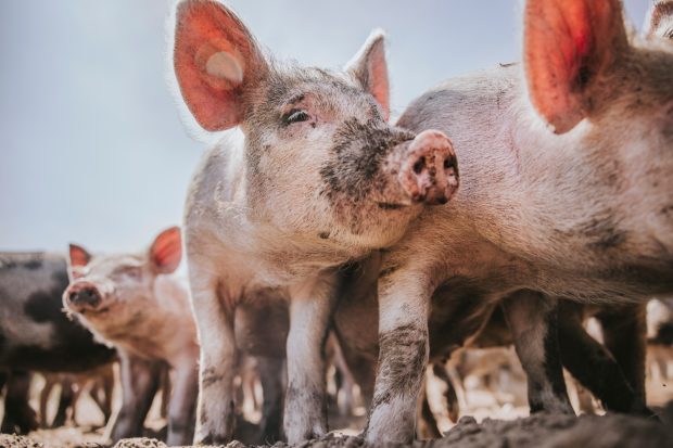 Jumătate dintre fermele de porci din România riscă să se închidă: „Vindem în pierdere de peste 20 de săptămâni”