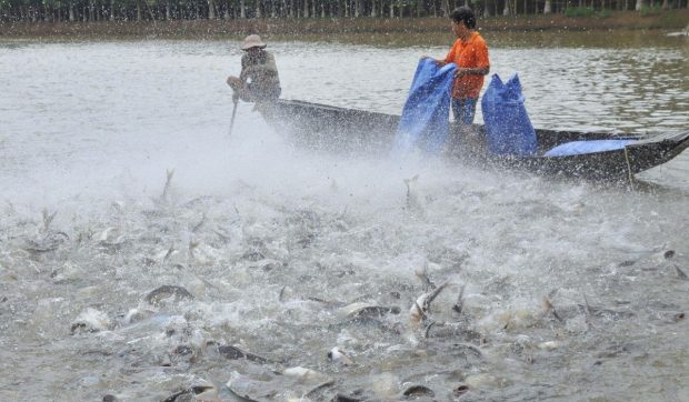 De ce e pangasius cel mai toxic pește, care se vinde ca pâinea caldă în supermarketuri