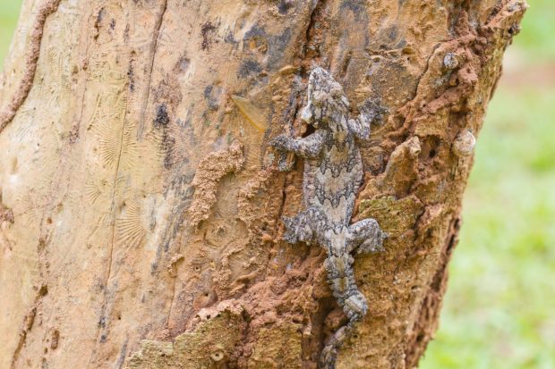 Un traficant de animale sălbatice a trimis 101 reptile în România și în țări din Asia și va sta 8 ani în închisoare