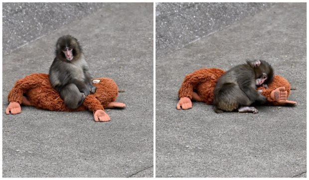 De ce a fost abandonat puiul de macac Punch de mama sa la grădina zoologică din Ichikawa. Explicațiile unui specialist