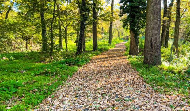 Pădurea Verde din Timișoara devine parc național. Primăria vrea să încheie un acord cu Romsilva