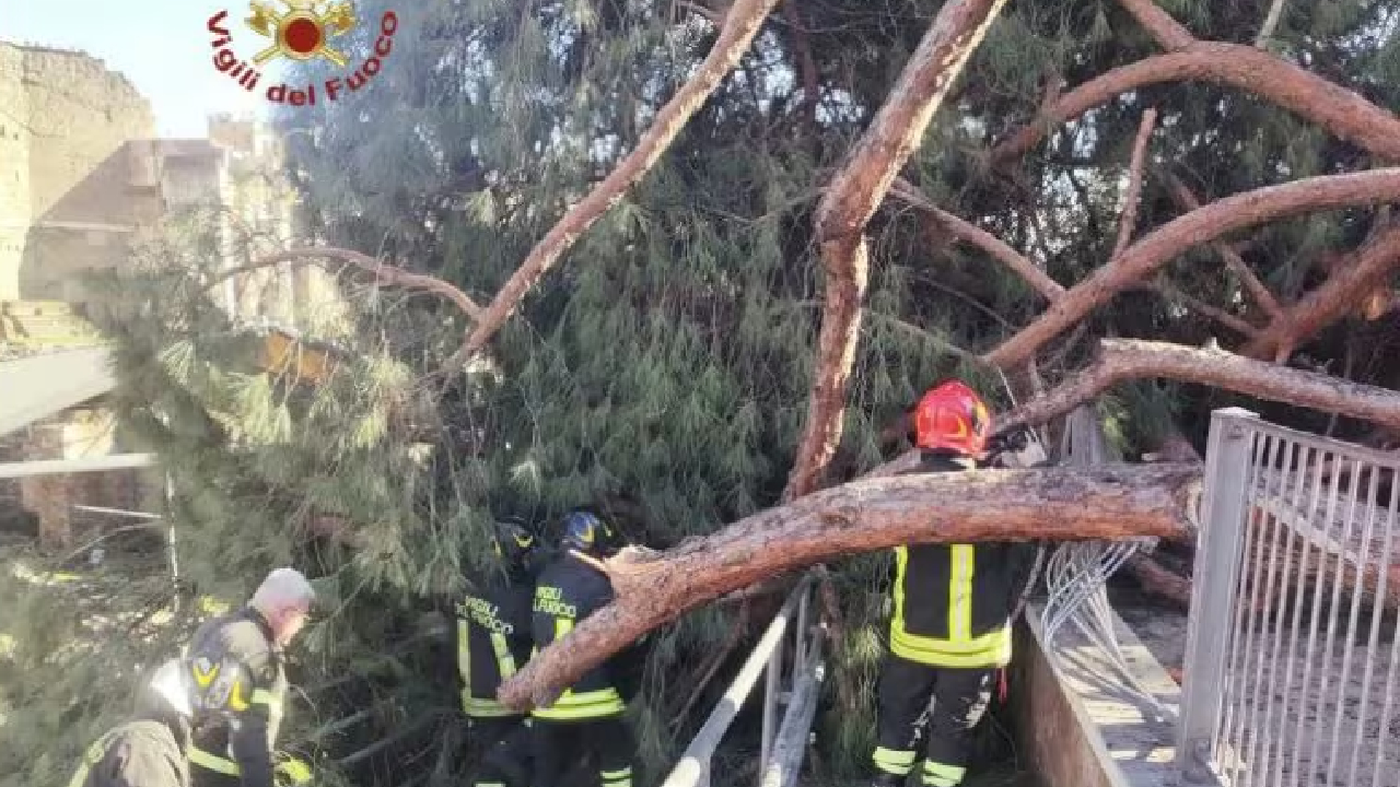 Poza pentru articolul Un pin s-a prăbușit peste un turist român la Roma, lângă Forumul Roman