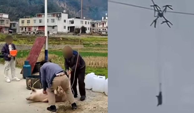 Un porc „zburător” a tăiat curentul unui sat întreg, după ce fermierul său a vrut să-l ducă la abator cu drona