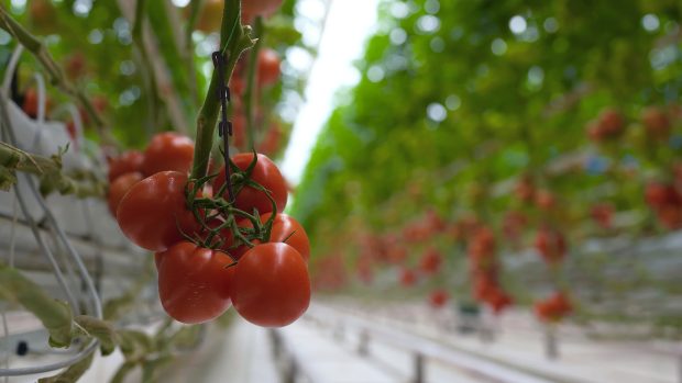 Roșiile, salata, leușteanul și țelina sunt pline de pesticide