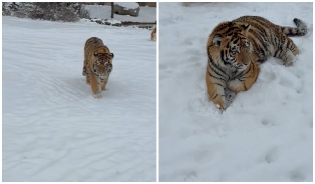 Tigru siberian într-o curte din Dâmbovița, viral pe TikTok. Polițiștii îl verifică pe Shere Khan la menajeria din Picior de Munte