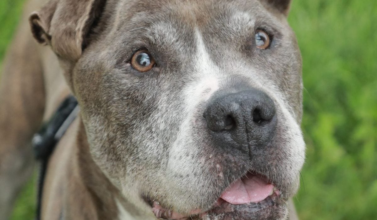 Poza pentru articolul Un băiat de 13 ani a fost mușcat de cincizeci de ori de un câine în drum spre bibliotecă