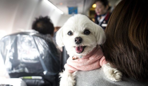 Amenda primită de un pasager din Germania pentru că și-a scos animalul din cușcă și l-a mângâiat în avion