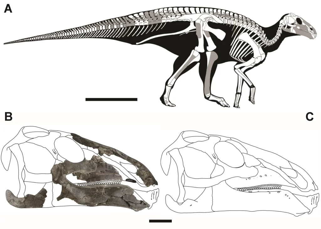 Reconstituirea craniului și a scheletului de Kryptohadros kallaiae. Elementele descoperite în timpul săpăturilor sunt marcate cu gri. Autor: Magyar János.
