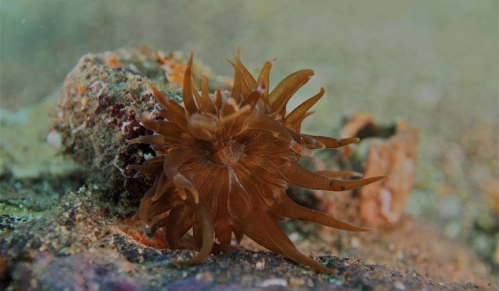 Anemona Sargasso (Anemonia melanaster), o specie mică de anemonă marină, de culoare închisă, care se prinde de algele plutitoare și face parte din ecosistemul bogat al Mării Sargaselor, contribuind la echilibrul acestuia.

