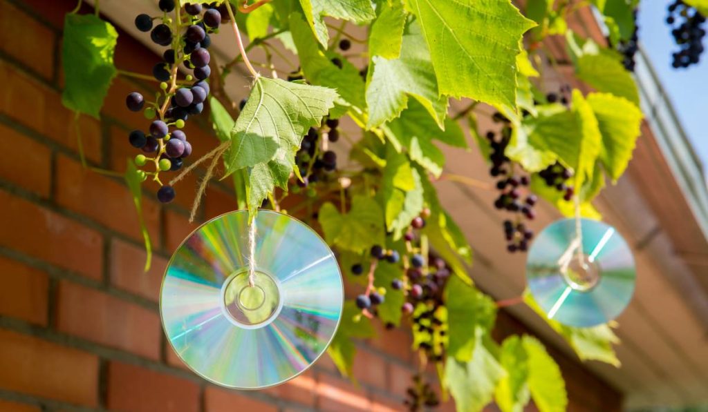 Repelent reflectorizant pentru păsări, făcut în casă, din discuri laser vechi de calculator, în aer liber, pe o plantă de struguri. Păsările sunt speriate și nu mănâncă fructele de pădure.
