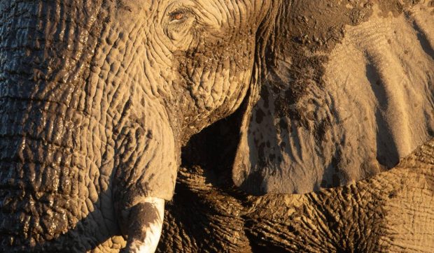 Legenda elefanților-fantomă din Angola: descoperirea incredibilă a unui explorator, după zeci de ani de mister