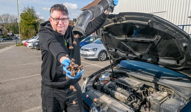 Două mașini au ajuns la service într-o săptămână după ce veverițele au umplut conductele cu ghinde