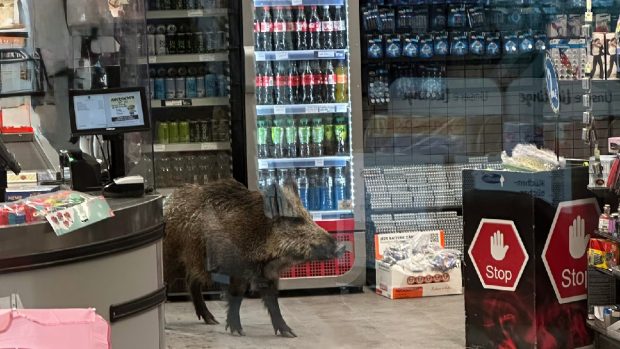 Un porc mistreț a „făcut cumpărături” într-un centru comercial din Berlin. Polițiștii au construit un „tunel de evacuare” din paleți