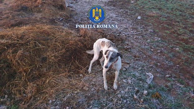 7 ogari au fost ținuți în condiții foarte proaste în Brăila: bărbații care-i foloseau la vânătoare, amendați cu 30.000 lei