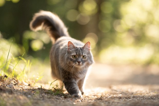 Un bărbat a adoptat un motan și a aflat după trei ani că riscă amendă și eutanasierea animalului