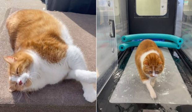 Motanul obez de 14 kilograme care a devenit vedetă pe internet. Cum încearcă Mr. Kitty să scape de dietă și de banda de alergare