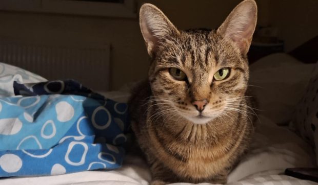 Cum să chemi o pisică fără să spui „miau-miau” sau „pis-pis”: trucul care funcționează imediat