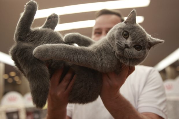 Pisici de top, priviri hipnotizante și povești spectaculoase. Cum a fost la Salonul Felin Internațional SofistiCAT