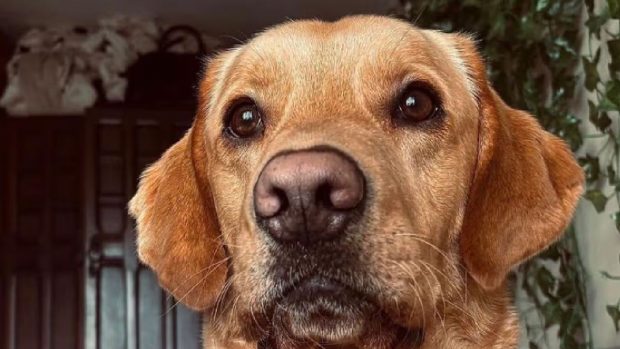 Cum a rezolvat labradorul Stanley o crimă veche de 160 de ani: „Și-a otrăvit soțul și a fugit cu amantul, un brutar local”