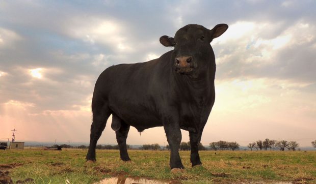 Cel mai scump taur Angus, vândut cu 142.000 de euro: are asigurare și este considerat un exemplar special