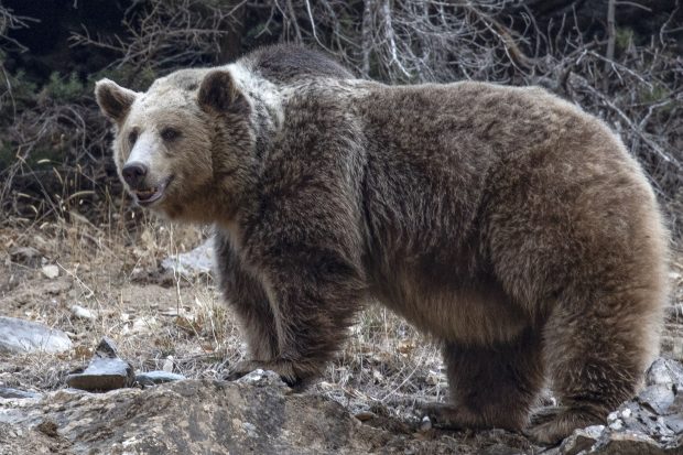 Bărbat atacat de un urs, trântit la pământ și mușcat de două ori, în Subcarpatia, în Polonia