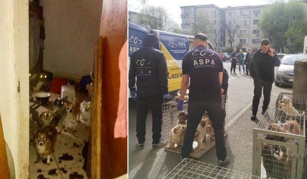 Povestea celor 25 câini de toate vârstele salvați de polițiști și ASPA dintr-un apartament de pe Calea Văcărești în a doua zi de Paște