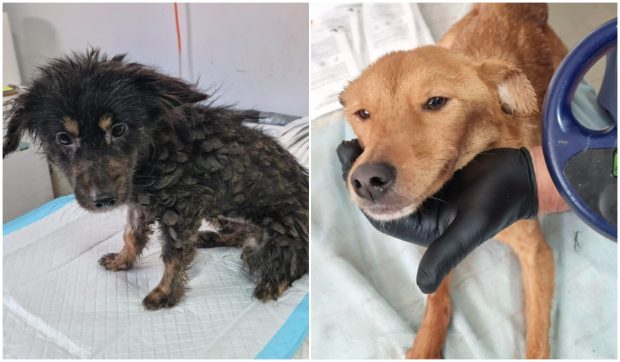 Zeci de câini și pisici în stare gravă, salvați dintr-un apartament din București