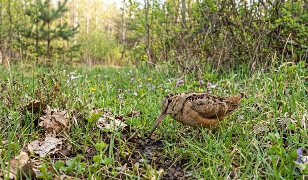 Cea mai lentă pasăre de pe planetă: „Se târăște prin aer”