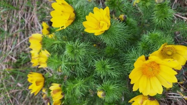 Localitatea din România în care florile galbene oferă un spectacol unic de Paște