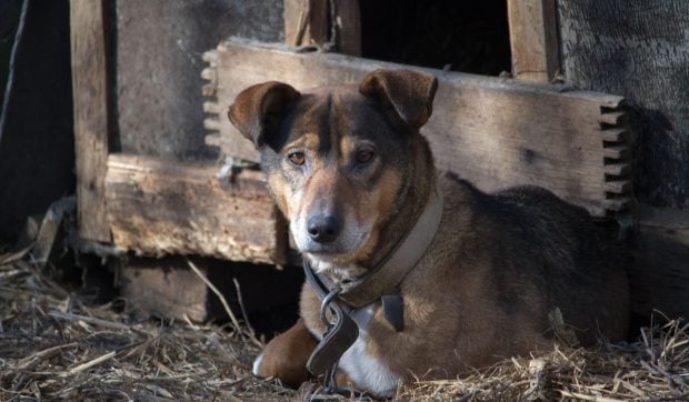 UE impune reguli stricte pentru protecția câinilor și pisicilor: lanțurile, interzise în afara situațiilor medicale