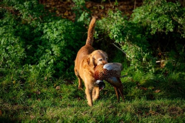 Ce înseamnă expresia „câine surd la vânătoare” și de unde vine